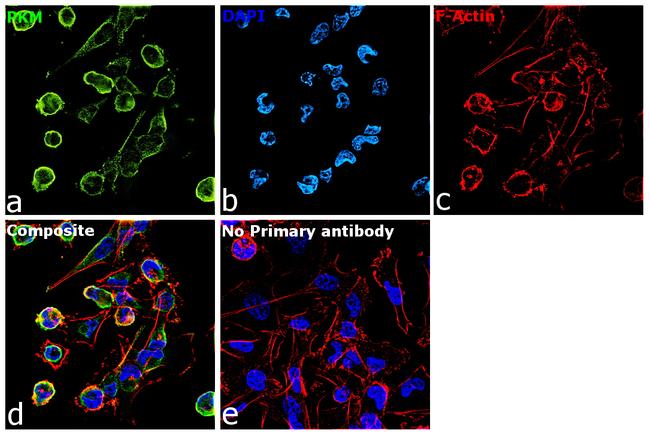 PKM2 Antibody in Immunocytochemistry (ICC/IF)