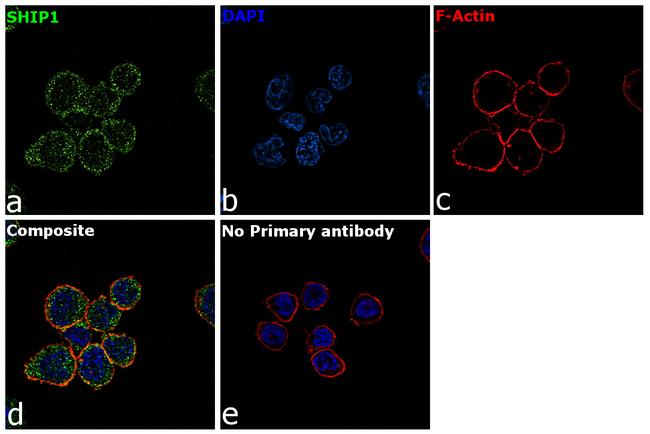 SHIP1 Antibody in Immunocytochemistry (ICC/IF)