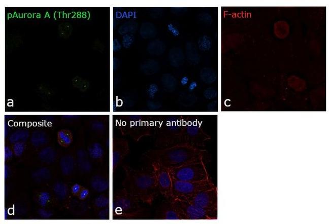 Phospho-Aurora A (Thr288) Antibody in Immunocytochemistry (ICC/IF)