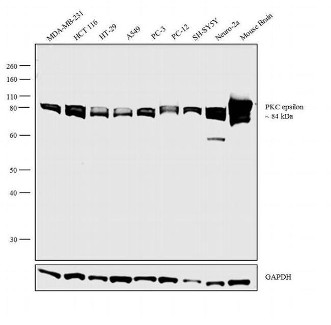 PKC epsilon Antibody in Western Blot (WB)