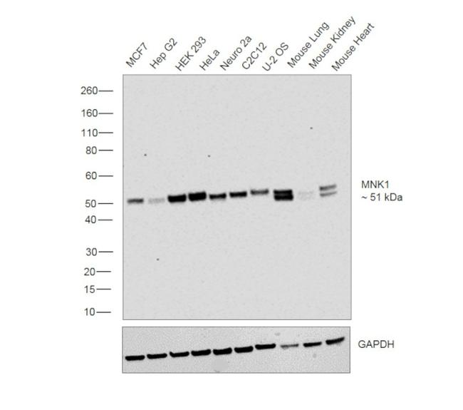 MNK1 Antibody in Western Blot (WB)