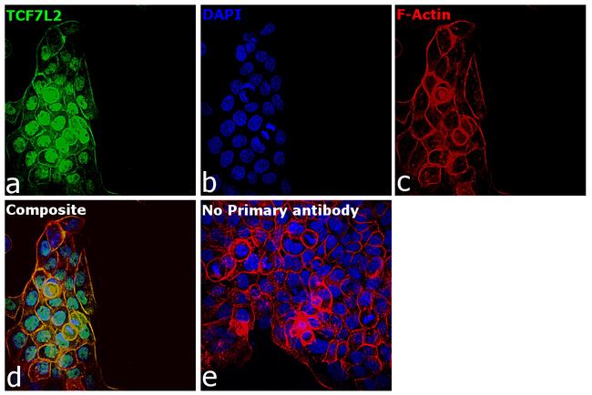 TCF7L2 Antibody in Immunocytochemistry (ICC/IF)