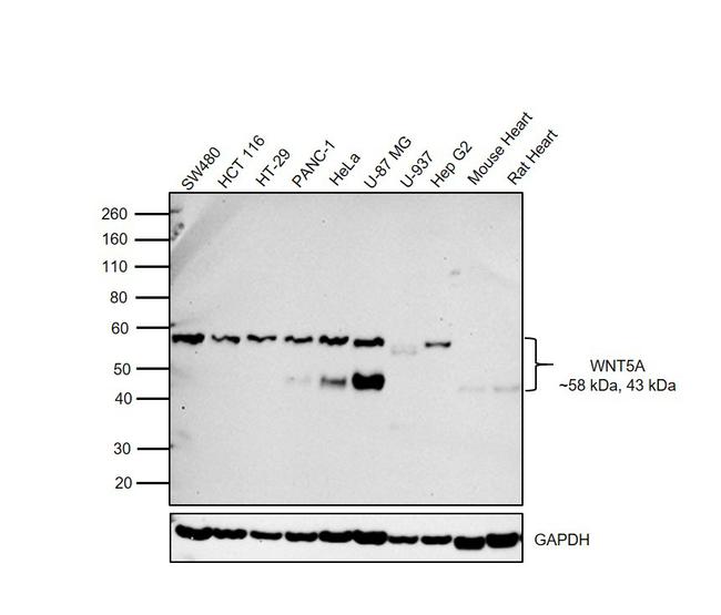 WNT5A Antibody in Western Blot (WB)