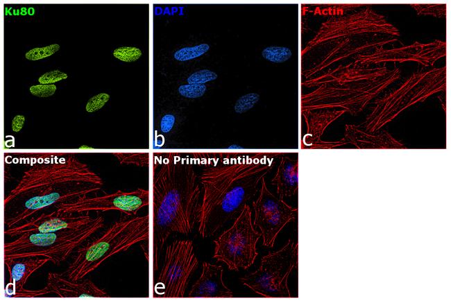 Ku80 Antibody in Immunocytochemistry (ICC/IF)