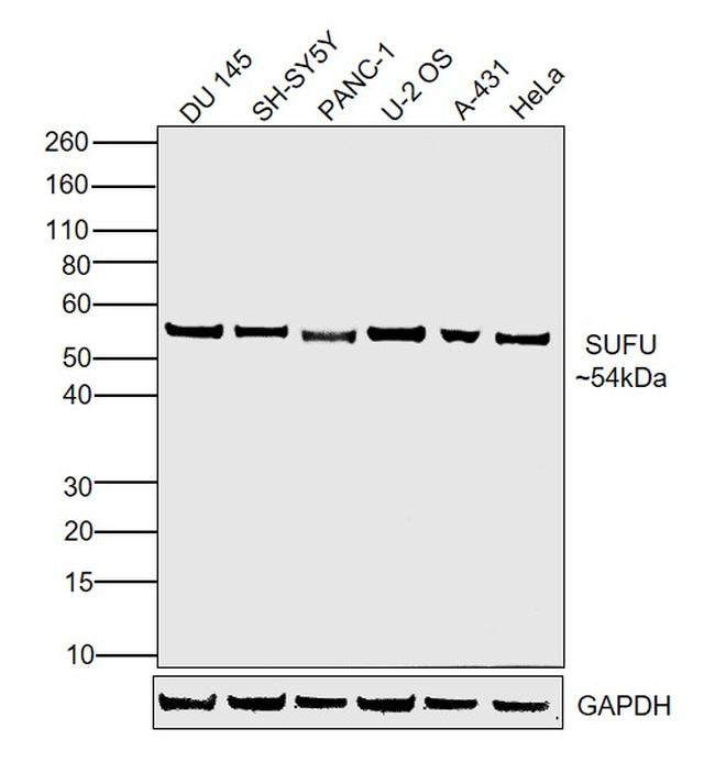 SUFU Antibody in Western Blot (WB)