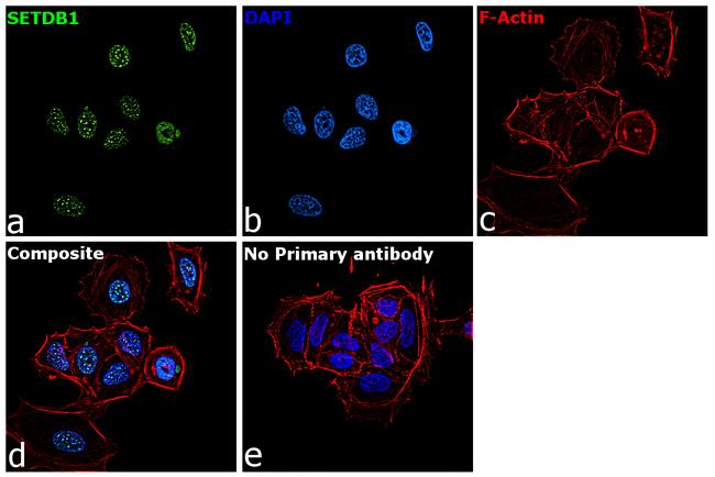 SETDB1 Antibody in Immunocytochemistry (ICC/IF)