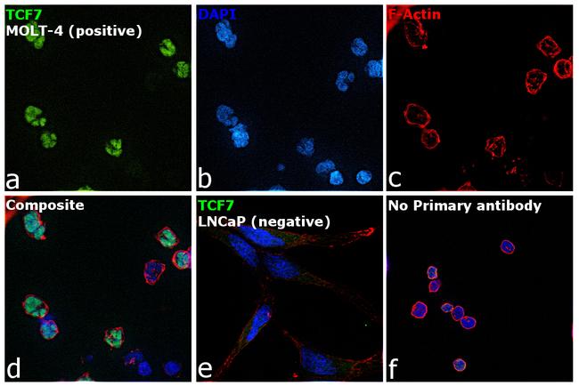 TCF7 Antibody in Immunocytochemistry (ICC/IF)