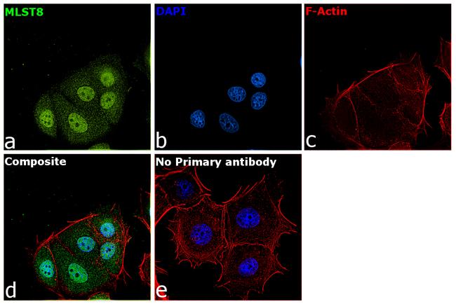 GBL Antibody in Immunocytochemistry (ICC/IF)