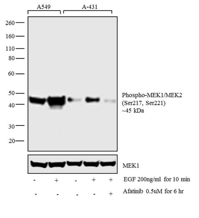 Phospho-MEK1/MEK2 (Ser217, Ser221) Antibody in Western Blot (WB)