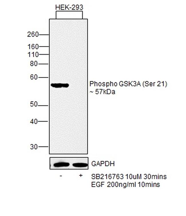 Phospho-GSK3 alpha (Ser21) Antibody in Western Blot (WB)