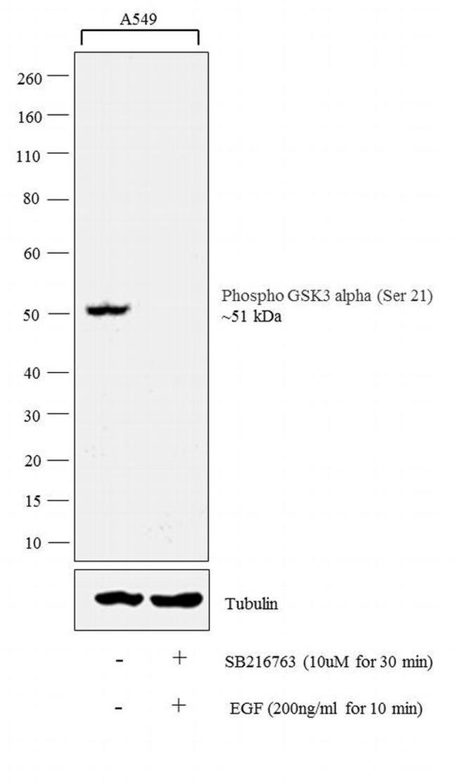 Phospho-GSK3 alpha/beta (Ser21, Ser9) Antibody in Western Blot (WB)