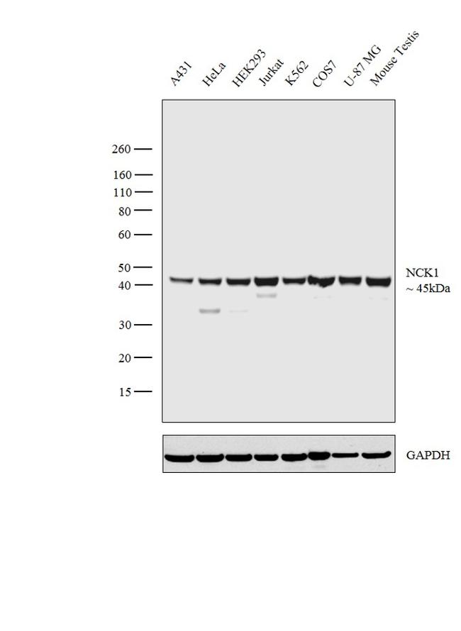 NCK1 Antibody in Western Blot (WB)