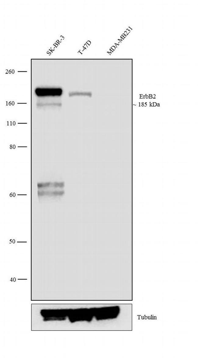 ErbB2 (HER-2) Antibody in Western Blot (WB)