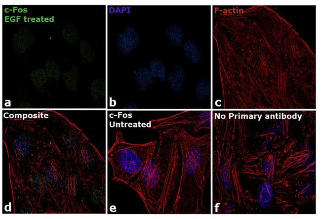 c-Fos Antibody in Immunocytochemistry (ICC/IF)