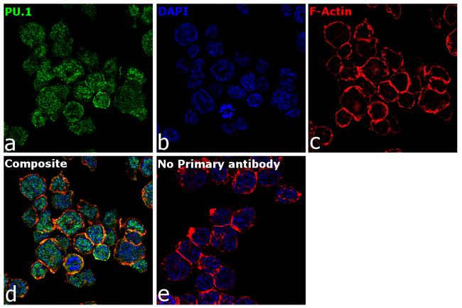 PU.1 Antibody in Immunocytochemistry (ICC/IF)