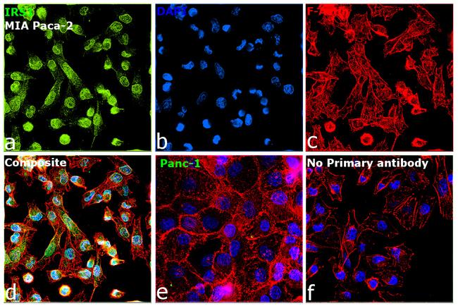 IRS1 Antibody in Immunocytochemistry (ICC/IF)