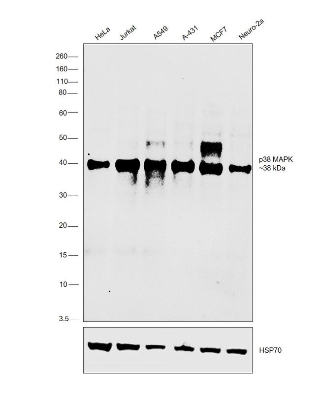 p38 MAPK alpha Antibody in Western Blot (WB)