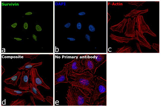 Survivin Antibody in Immunocytochemistry (ICC/IF)