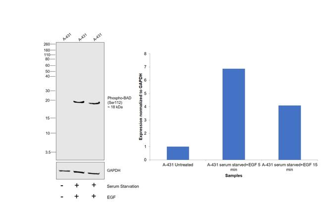 Phospho-BAD (Ser112) Antibody in Western Blot (WB)