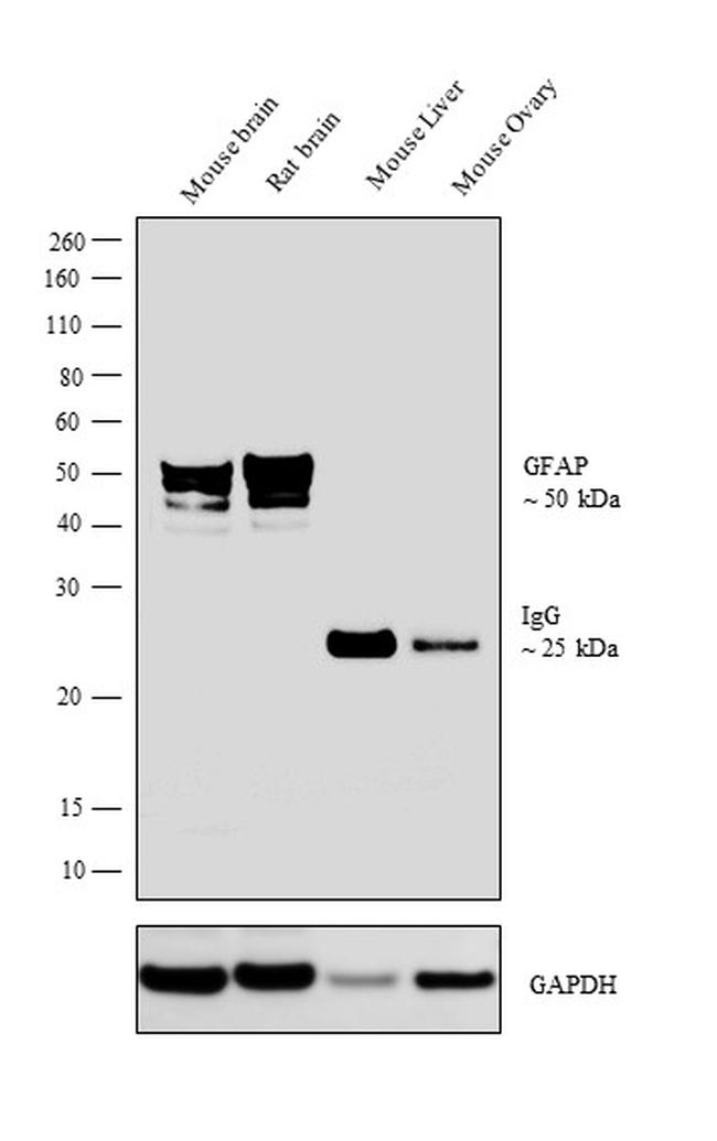 GFAP Antibody in Western Blot (WB)