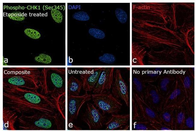 Phospho-CHK1 (Ser345) Antibody in Immunocytochemistry (ICC/IF)