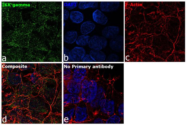 IKK gamma Antibody in Immunocytochemistry (ICC/IF)