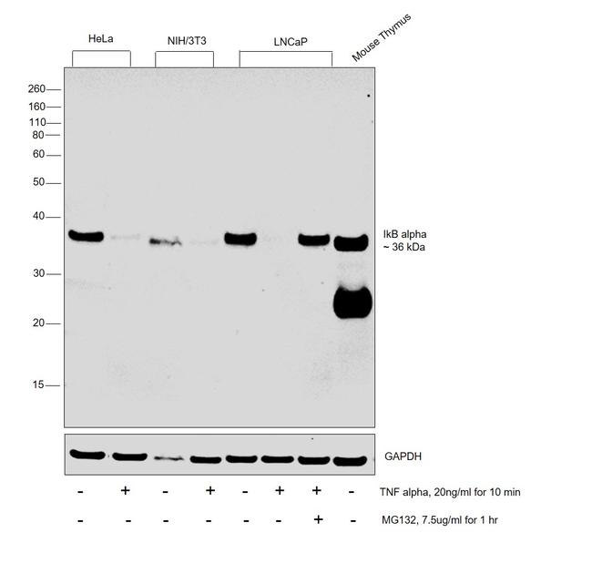 IkB alpha Antibody in Western Blot (WB)