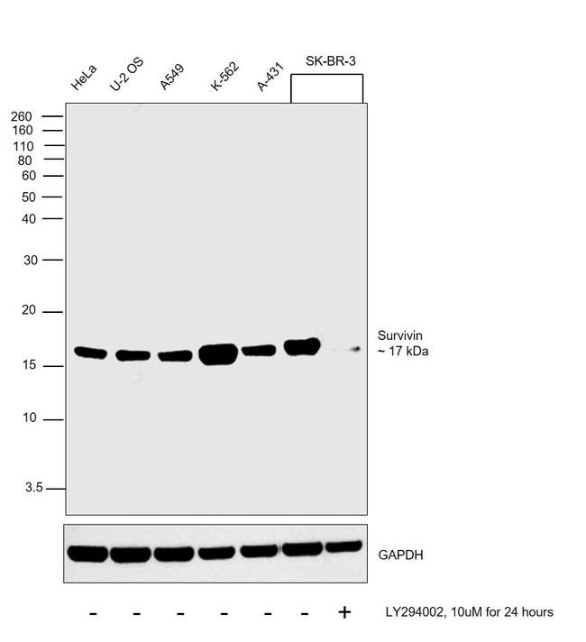 Survivin Antibody in Western Blot (WB)