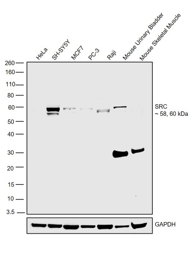 SRC Antibody in Western Blot (WB)