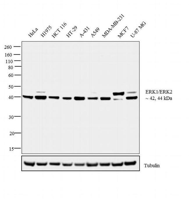 ERK1/ERK2 Antibody in Western Blot (WB)