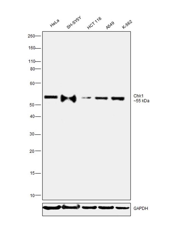 Chk1 Antibody in Western Blot (WB)