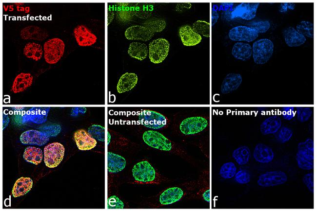 V5 Tag Antibody in Immunocytochemistry (ICC/IF)