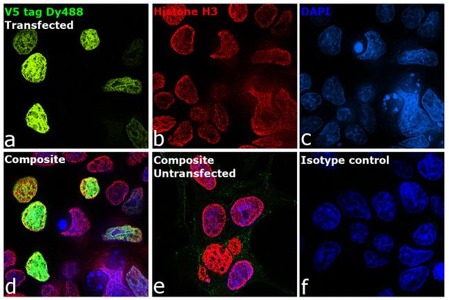 V5 Tag Antibody in Immunocytochemistry (ICC/IF)