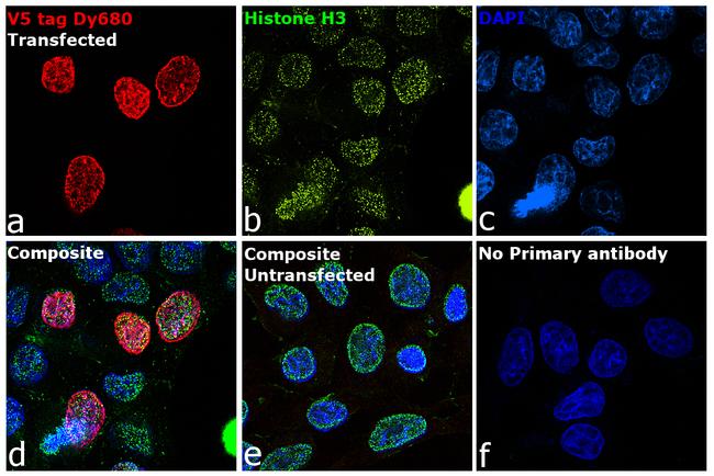 V5 Tag Antibody in Immunocytochemistry (ICC/IF)