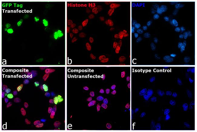 GFP Antibody in Immunocytochemistry (ICC/IF)