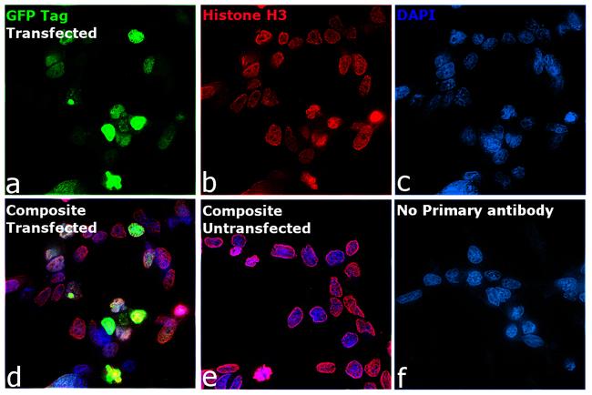 GFP Antibody in Immunocytochemistry (ICC/IF)