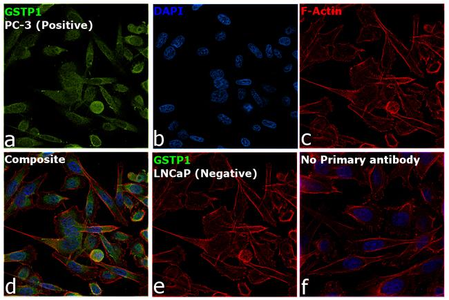 GSTP1 Antibody in Immunocytochemistry (ICC/IF)