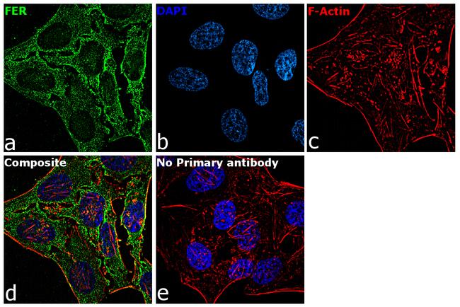 FER Antibody in Immunocytochemistry (ICC/IF)