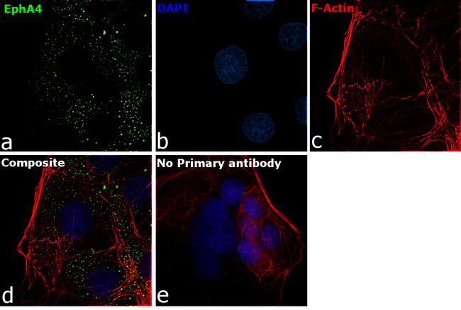 EphA4 Antibody in Immunocytochemistry (ICC/IF)