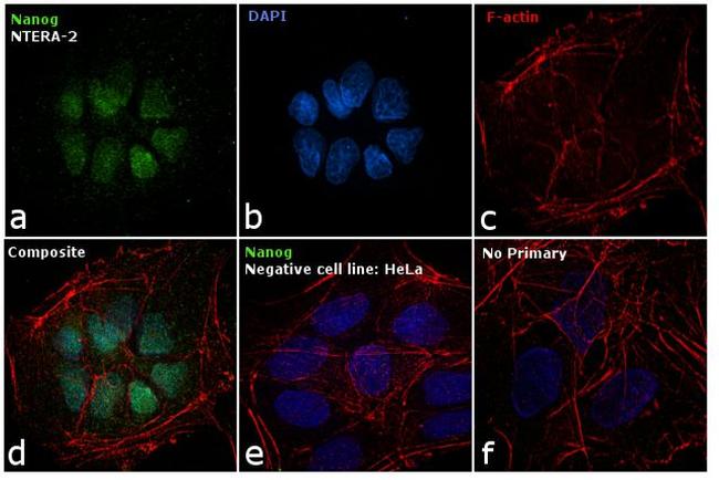 Nanog Antibody in Immunocytochemistry (ICC/IF)