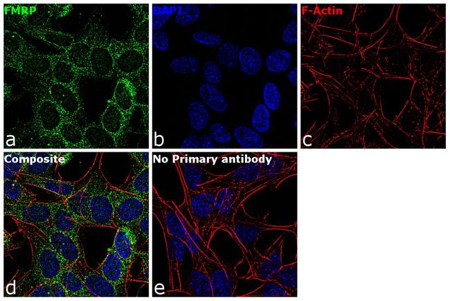 FMRP Antibody in Immunocytochemistry (ICC/IF)