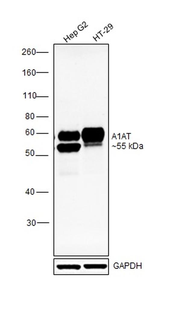 alpha-1 Antitrypsin Antibody in Western Blot (WB)