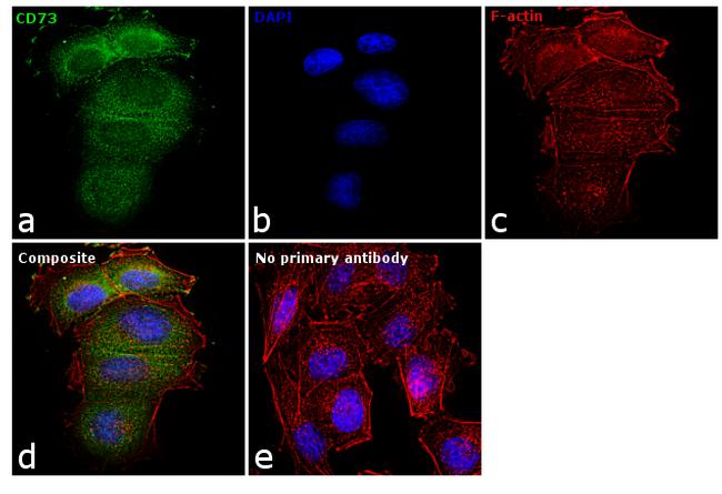 CD73 Antibody in Immunocytochemistry (ICC/IF)