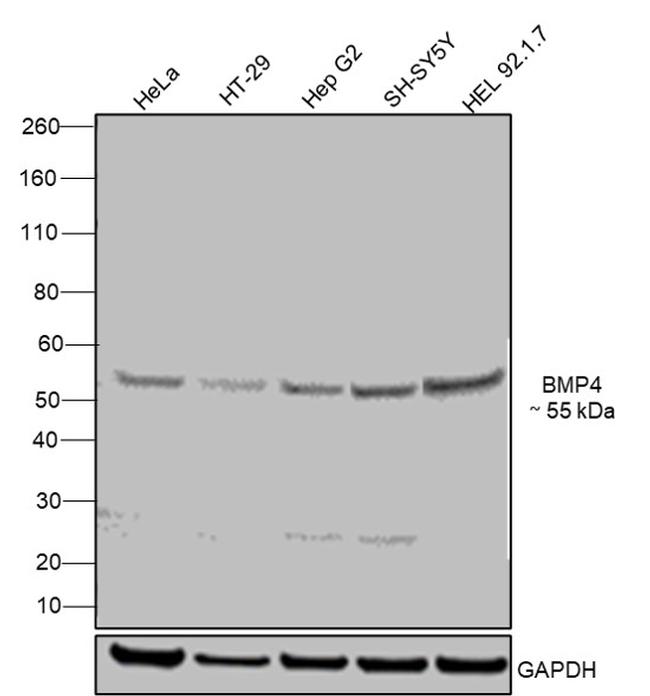 BMP-4 Antibody in Western Blot (WB)