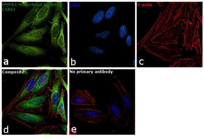 HSPA4 Antibody in Immunocytochemistry (ICC/IF)