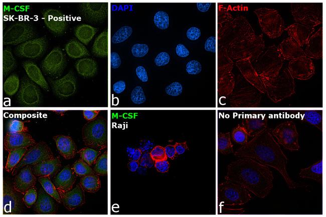 M-CSF Antibody in Immunocytochemistry (ICC/IF)