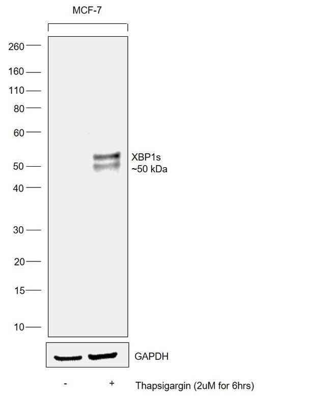 XBP1 Antibody in Western Blot (WB)