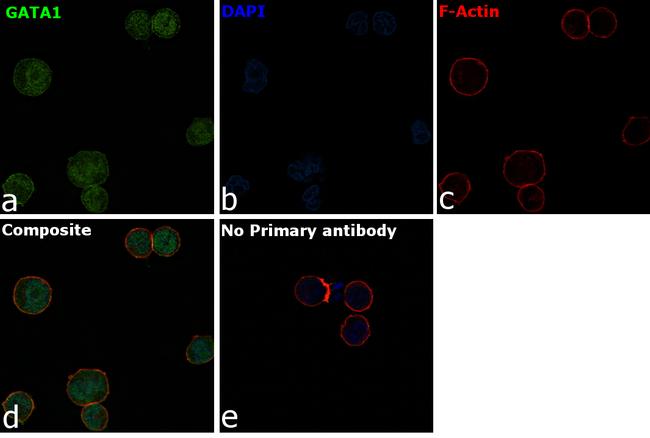 GATA1 Antibody in Immunocytochemistry (ICC/IF)