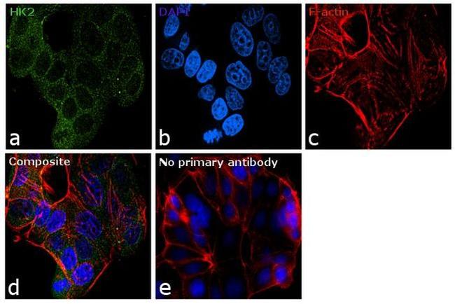 HK2 Antibody in Immunocytochemistry (ICC/IF)