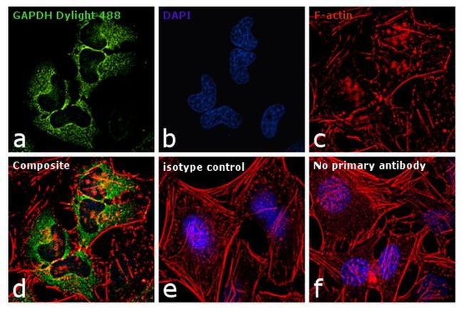 GAPDH Loading Control Antibody in Immunocytochemistry (ICC/IF)